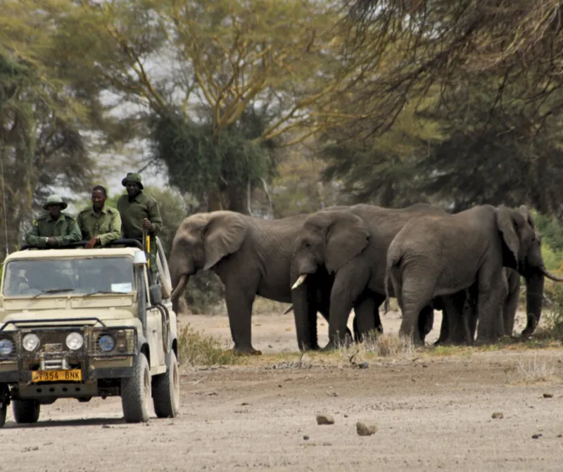 Elephant walking through tall grass in golden sunlight